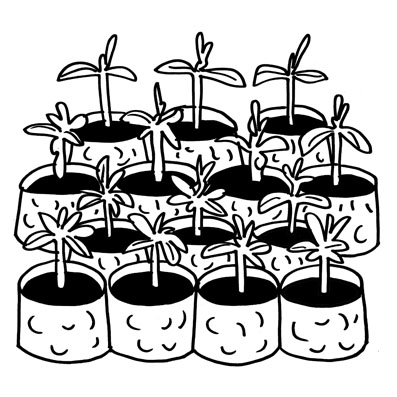 Grupo de plantas ordenadas en maceteros