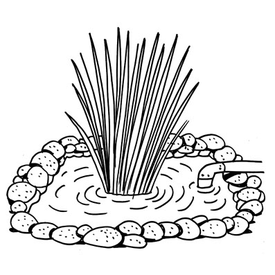 Planta creciendo en una piscina de recolección de agua